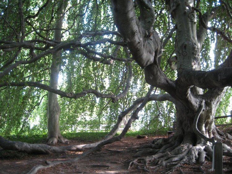 Weeping beech The English Weeping Beech Photo