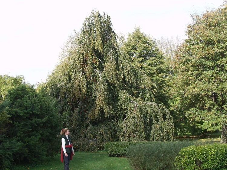 Weeping beech Beech European Weeping TheTreeFarmcom