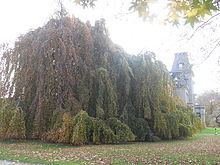 Weeping beech httpsuploadwikimediaorgwikipediacommonsthu