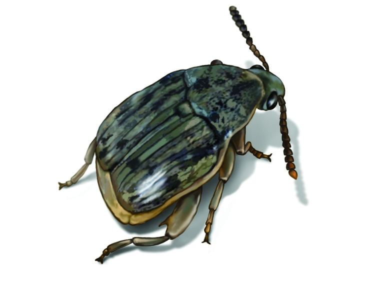 Weevil Weevils Weevil Facts Control Information