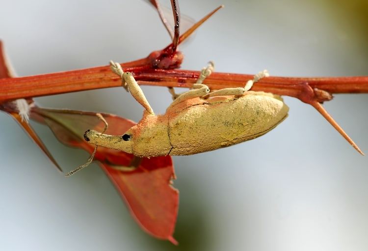 Weevil Weevil Wikipedia