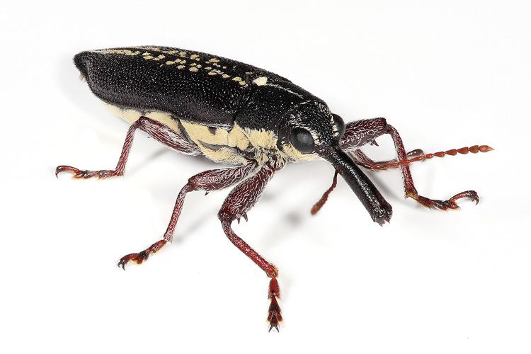 Weevil Belidae Wikipedia