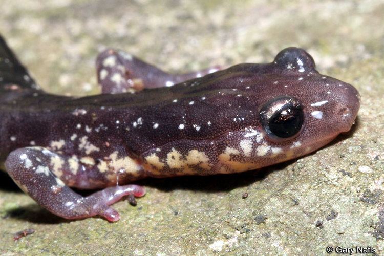 Wehrle's salamander Wehrles Salamander Plethodon wehrlei