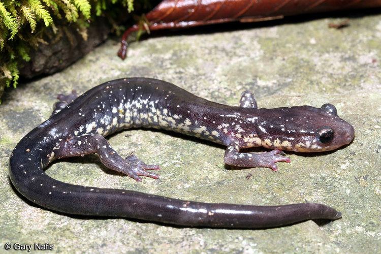 Wehrle's salamander Wehrles Salamander Plethodon wehrlei
