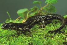 Wehrle's salamander Wehrles salamander Wikipedia