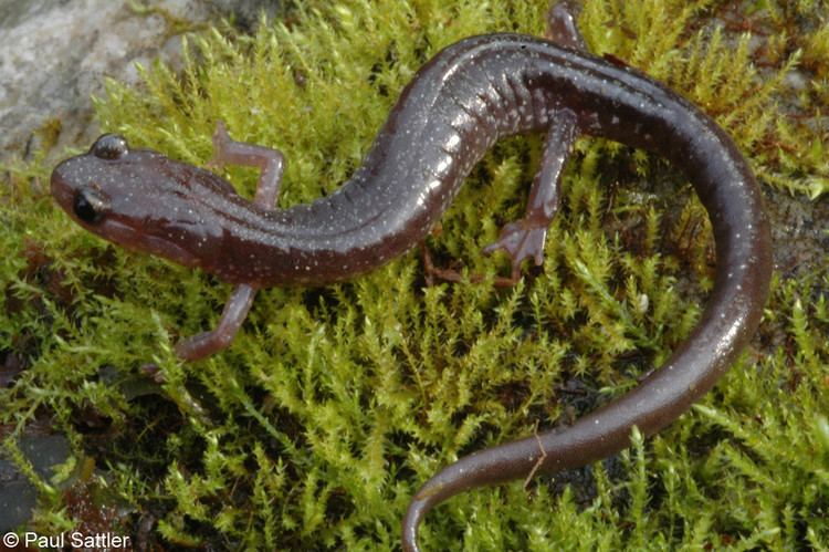 Wehrle's salamander Wehrles Salamander