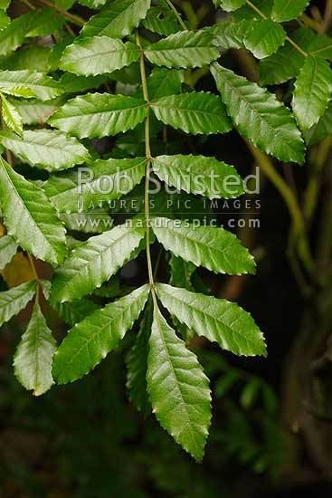 Weinmannia silvicola Tawhero or Towai foliage and leaves Weinmannia silvicola NZ