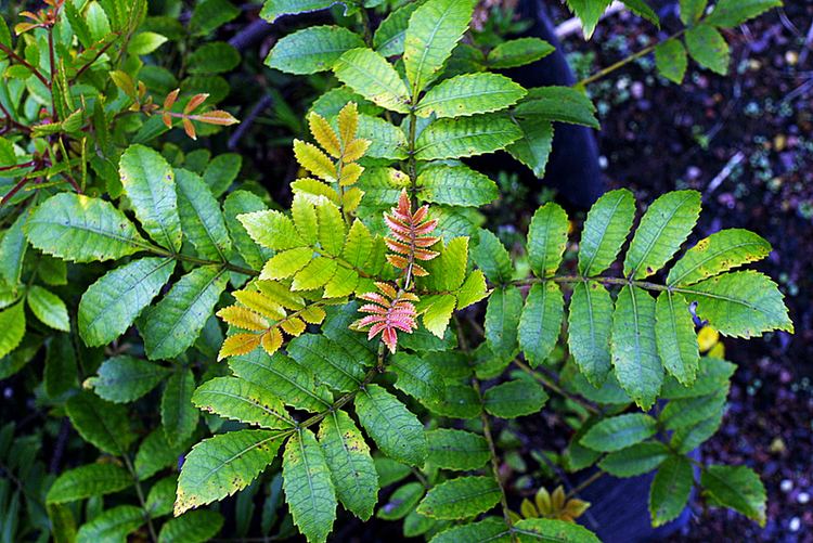 Weinmannia silvicola Weinmannia silvicola The University of Auckland