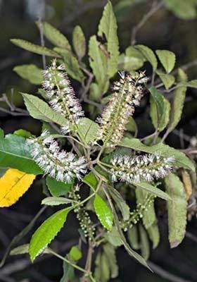 Weinmannia silvicola Weinmannia silvicola New Zealand Plant Conservation Network