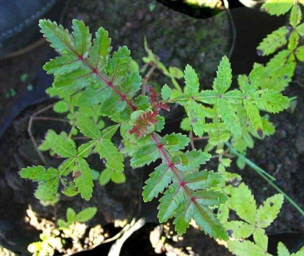 Weinmannia tinctoria arbresreunionciradfrvararbresreunionstorage