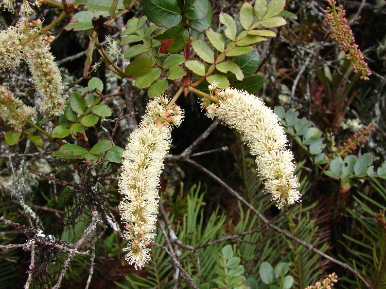 Weinmannia tomentosa Inicio