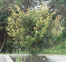 Weinmannia tomentosa httpsuploadwikimediaorgwikipediacommonsthu