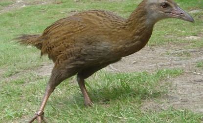 Weka Weka Gallirallus australis WAZA World Association of Zoos and