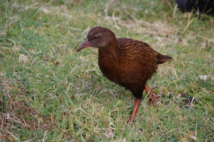 Weka Weka New Zealand Birds Online