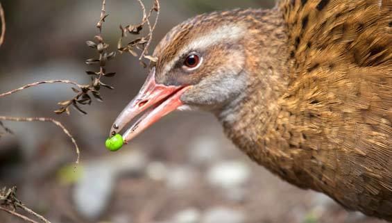 Weka Weka Native land birds Conservation