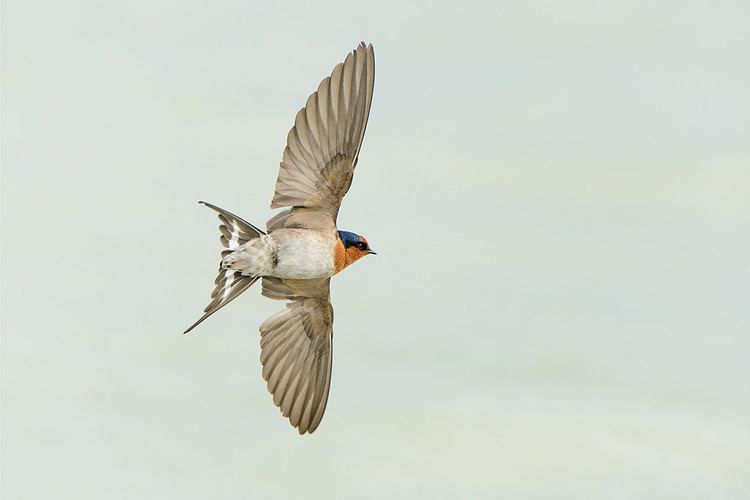 Welcome swallow Welcome swallow New Zealand Birds Online