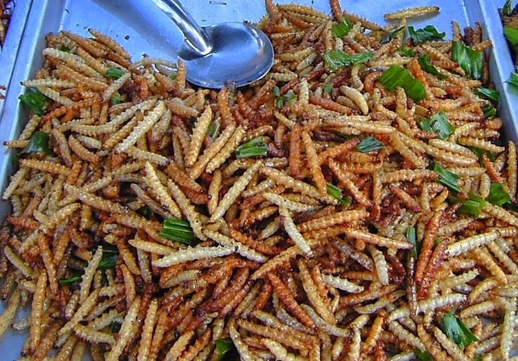 Welfare of farmed insects