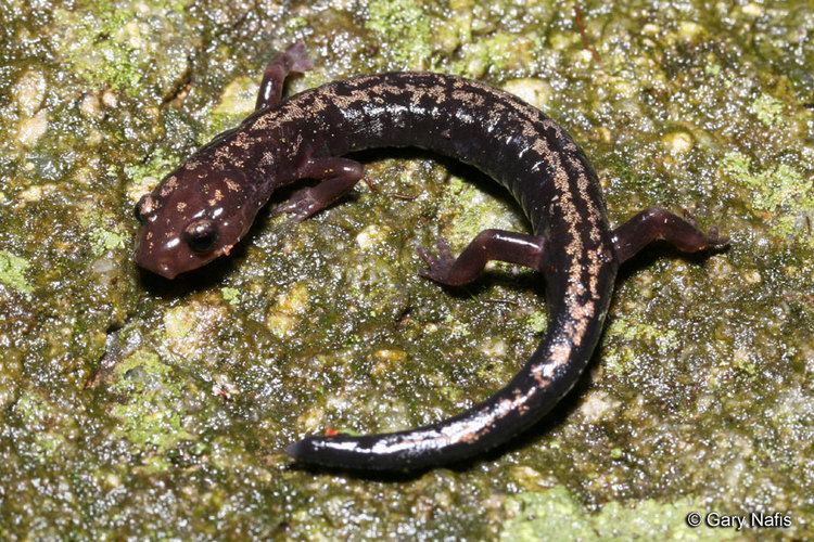 Weller's salamander Wellers Salamander Plethodon welleri