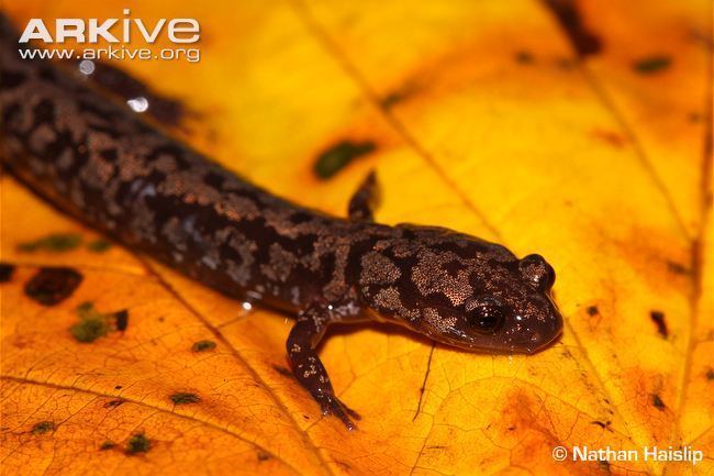 Weller's salamander Wellers salamander videos photos and facts Plethodon welleri