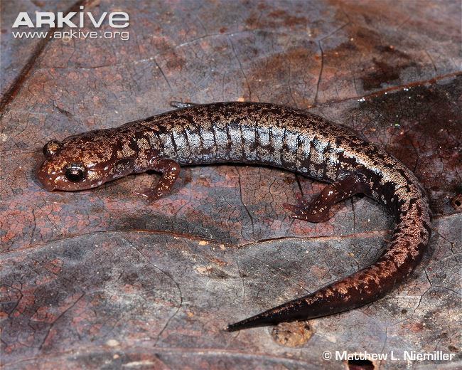 Weller's salamander Wellers salamander photo Plethodon welleri G78732 ARKive