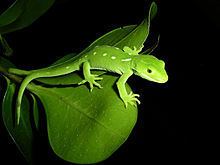Wellington green gecko httpsuploadwikimediaorgwikipediacommonsthu
