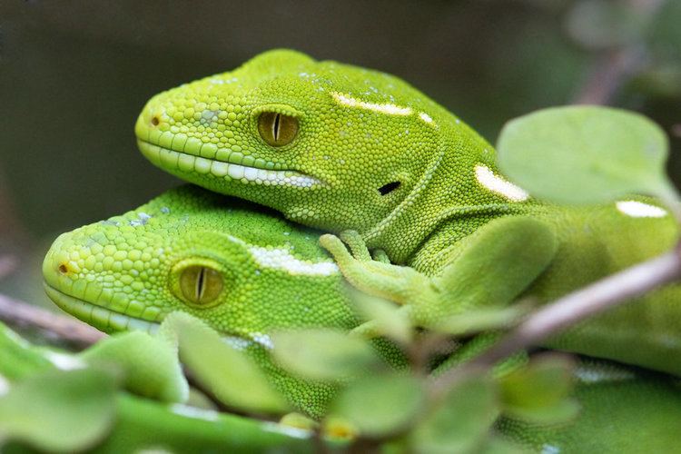 Wellington green gecko Wellington Green Gecko by carterr on DeviantArt