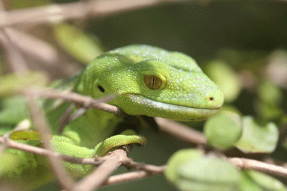 Wellington green gecko Wellington Green Gecko Pictures