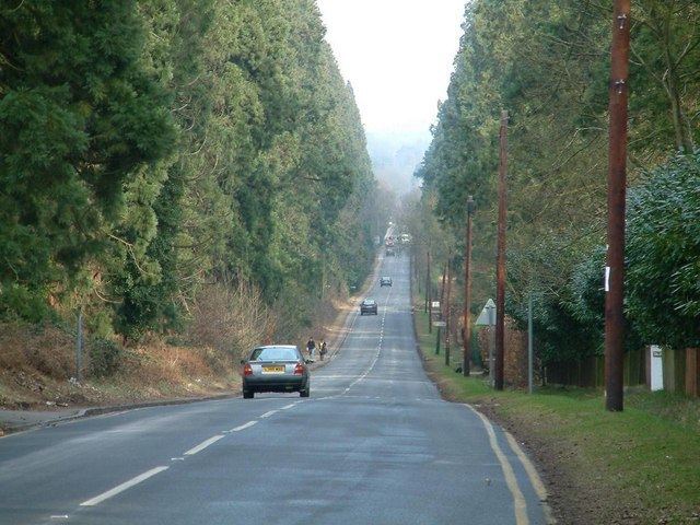 Wellingtonia Avenue