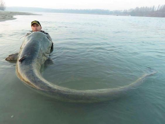 Wels catfish Wels catfish one of of the Worlds largest freshwater predators