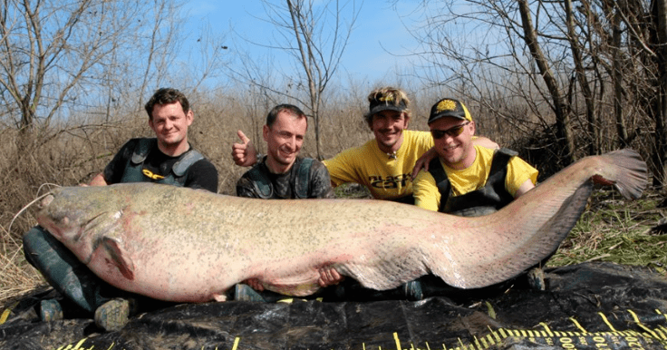 Wels catfish Big Fishes of the World WELS CATFISH page 2