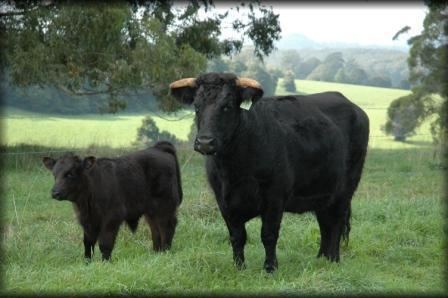 Welsh Black cattle Welsh Black Cattle International Series