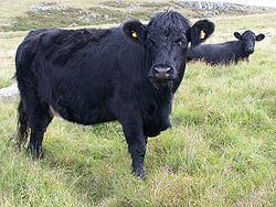 Welsh Black cattle httpsuploadwikimediaorgwikipediacommonsthu