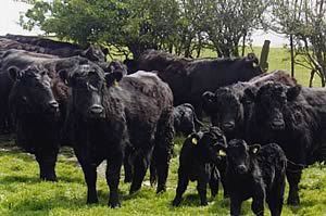 Welsh Black cattle Good Entry of Welsh Black Cattle at Abergavenny