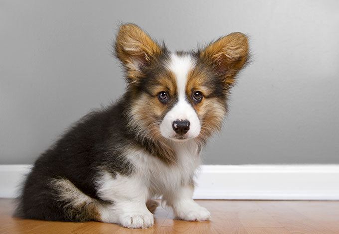 Welsh Corgi Pembroke Welsh Corgi Dog Breed Information Pictures