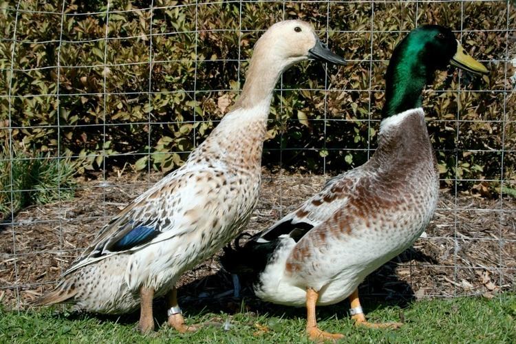Welsh Harlequin Welsh Harlequin Ducks