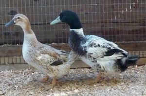 Welsh Harlequin Welsh Harlequin Ducks Metzer Farms
