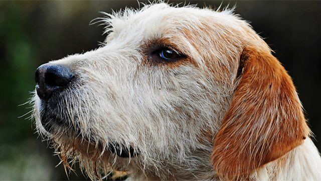 Welsh Hound BBC Blogs Wales Welsh hound history From loyal to royal