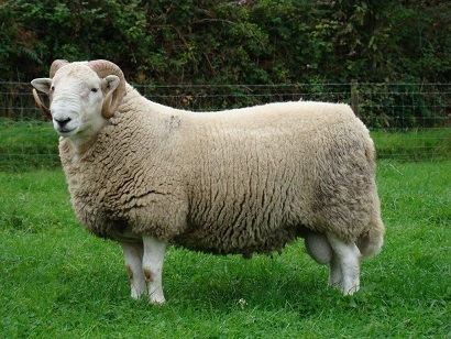 Welsh Mountain sheep - Alchetron, The Free Social Encyclopedia