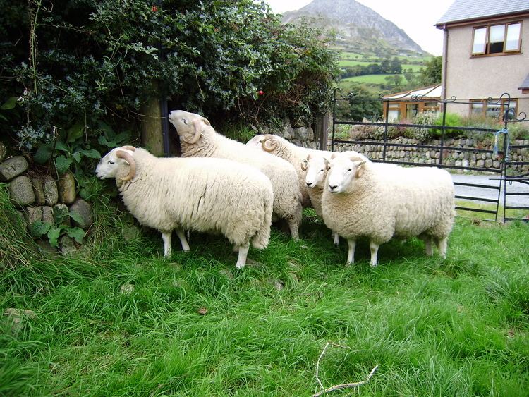 Welsh Mountain sheep Welsh Mountain Sheep Society Pedigree Section