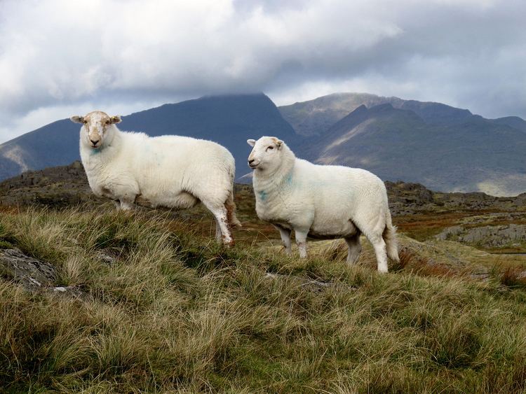 Welsh Mountain sheep Two South Welsh Mountain Sheep South Wales Mountain Sheep Flickr