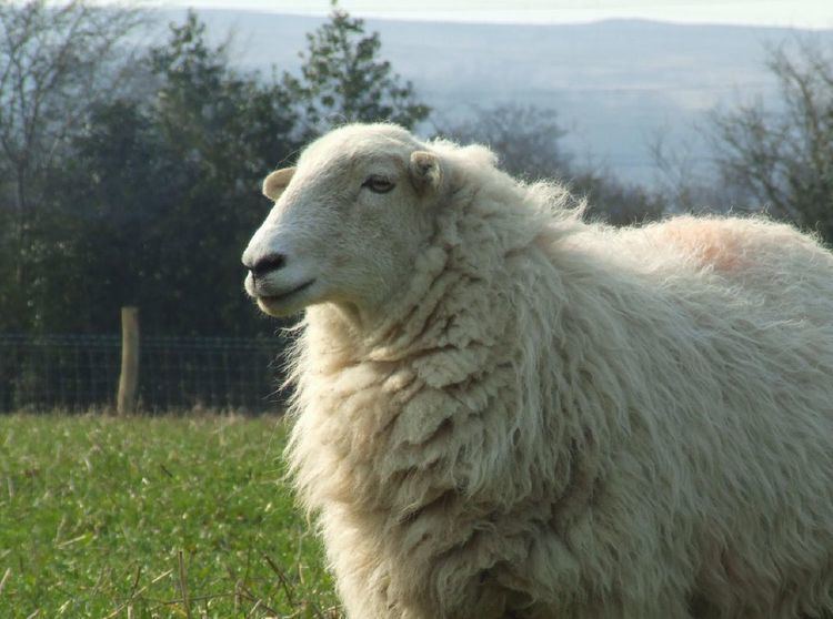 Welsh Mountain sheep Welsh Mountain sheep Wikipedia