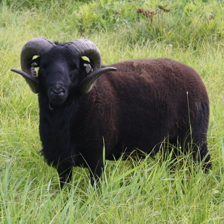 Welsh Mountain sheep Black Welsh Mountain Sheep Black Sheep Meadows