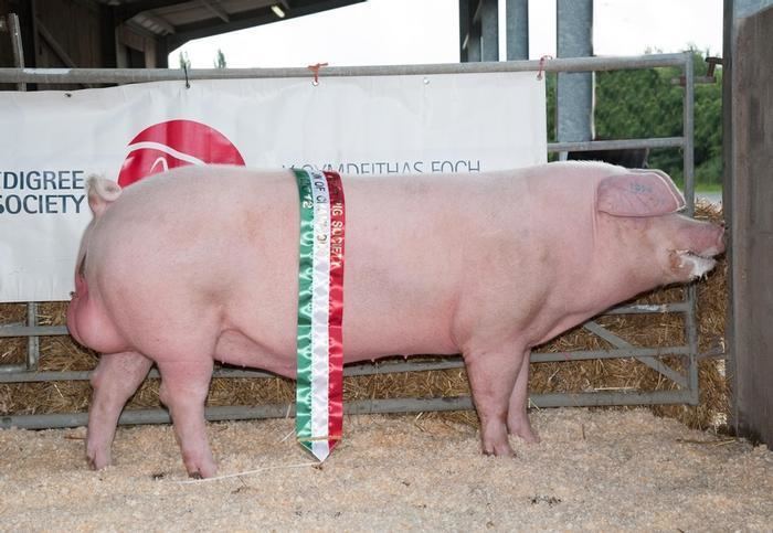 Welsh pig News Research to increase Pedigree Welsh Pig numbers Harper