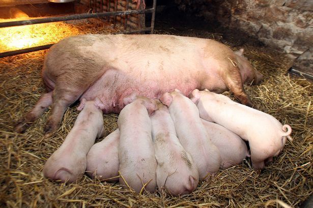 Welsh pig Well prove Welsh Pigs are among the top porkers Daily Post
