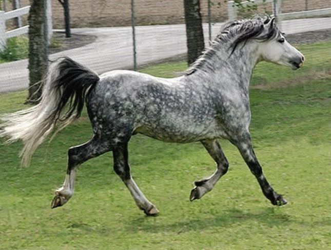Welsh Pony and Cob 17 Best ideas about Welsh Pony on Pinterest Welsh pony Appaloosa