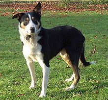 Welsh Sheepdog httpsuploadwikimediaorgwikipediacommonsthu