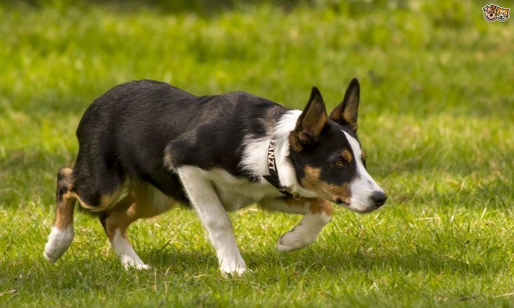 Welsh Sheepdog Welsh Collie Dog Breed Information Facts Photos Care Pets4Homes