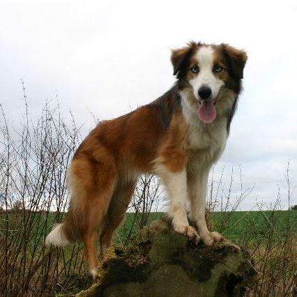 Welsh Sheepdog Welsh Sheepdog Breed Guide Learn about the Welsh Sheepdog