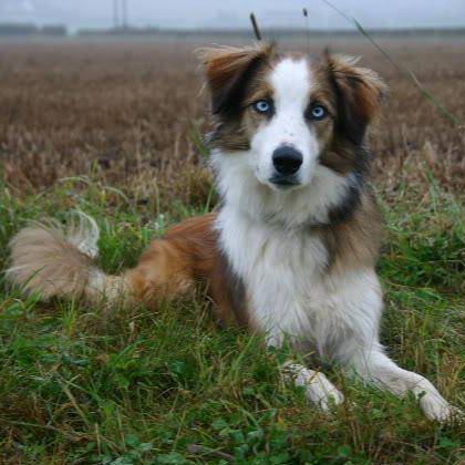 Welsh Sheepdog Welsh Sheepdog Breed Guide Learn about the Welsh Sheepdog