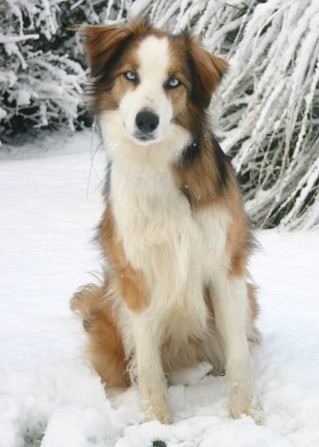 Welsh Sheepdog Welsh Sheepdog Breed Information History Health Pictures and more